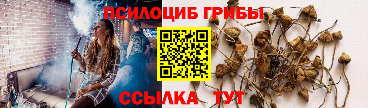 Новомосковск  Галлюциногенные грибы Psilocybe  Вход с VPN 